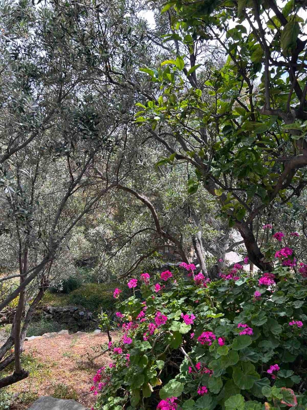 Grandpa Simos' Traditional Guest House Agios Romanos Esterno foto